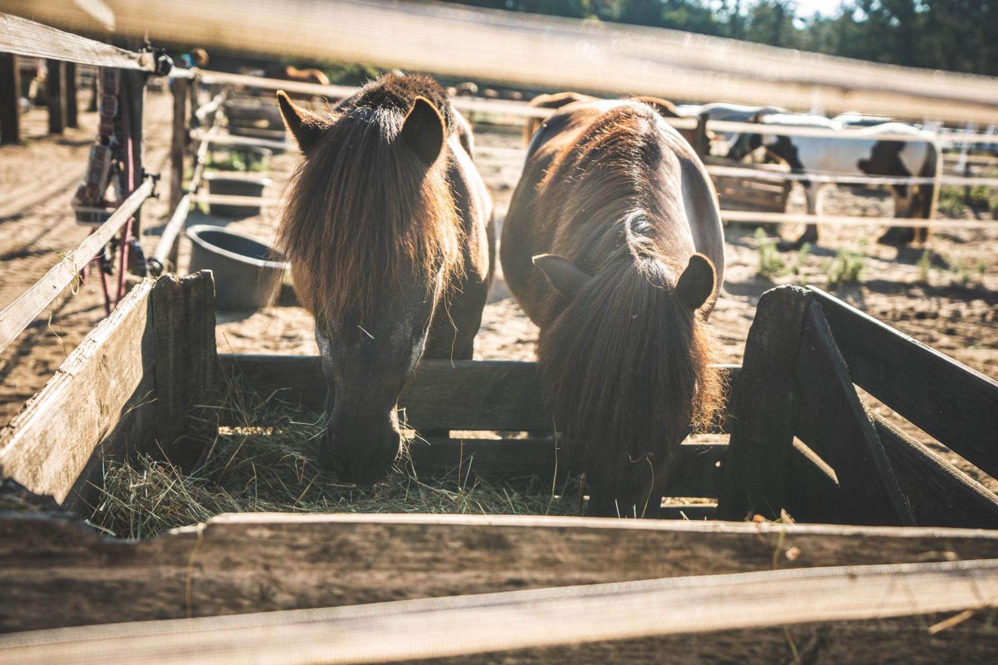 Boshuisje Op De Veluwe Nunspeet Zewnętrze zdjęcie